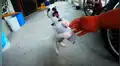 Perrito protagoniza emotiva escena al recibir un juguete de regalo por primera vez [VIDEO]