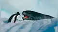 Foca leopardo surge del mar para matar a indefenso pingüino y final es inesperado [VIDEO]