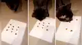 Gato vence a su dueña jugando ‘michi’ y este sorprende con sus habilidades [VIDEO] 