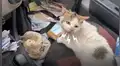 Gato callejero se niega a alejarse del hombre que lo salvó cuando su vida corría peligro [VIDEO]