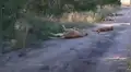 Leones se quedan dormidos en plena carretera y bloquean el paso a turistas que hacían safari [VIDEO]