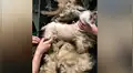 Hallan a perro callejero cubierto de pelos, lo asean y tiene radical transformación [VIDEO]
