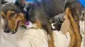 Perrita rescatada que perdió a sus cachorros se convierte en madre de pequeños gatos huérfanos [VIDEO]