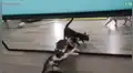 Gatos se ven por primera vez en un espejo y protagonizan divertida escena [VIDEO]