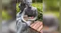 Gato que extrañaba ser acariciado se duerme en los brazos de una estatua 
