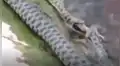 YouTube viral: captan a enormes serpientes devorando a peces en río y miles quedan en shock [VIDEO]