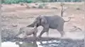 Mamá rinoceronte se enfrenta a feroz elefante para proteger a su cría y final es de infarto [VIDEO] 