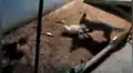 YouTube viral: zorro entra a gallinero para cazar a su 'presa', pero aves lo 'picotean' [VIDEO]