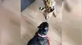 Feroz serval ataca a pequeño perro y este reacciona rápido para ahuyentarlo [VIDEO]