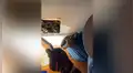 Escucha extraños ruidos en su casa, corta pedazo de pared y descubre nido de diminutos animales [VIDEO]
