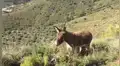 Burra se reencuentra con su dueño tras separarse por la cuarentena y protagonizan emotiva escena [VIDEO]