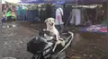 Perro cuida la motocicleta de su dueña mientras ella hace sus compras en el mercado [VIDEO]