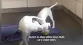 Perrita sorda y casi ciega nunca se separa de su hermano y una familia decide adoptar a los dos [VIDEO]