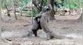 Dragones de Komodo tienen combate territorial y desenlace asombra a miles [VIDEO]
