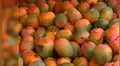 ¿Logras ver al loro bebé entre los mangos?: nuevo reto visual que muchos no superan [FOTOS]