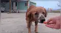 Encuentra perro callejero deambulando en deplorables condiciones, lo cura y ahora luce diferente [FOTOS]