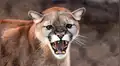 YouTube viral: mujer se enfrenta contra un feroz puma, para proteger a sus hijos [VIDEO]