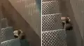 Hambrienta rata causa furor en redes al transportar una enorme hamburguesa en su boca [VIDEO]