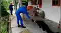 Pobladores encuentran extraña criatura con terrorífica aspecto de un oso y un gato [VIDEO]
