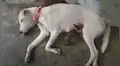 Escuchan ruidos extraños y encuentran a perrita alimentando a un gato abandonado [VIDEO]