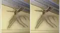 En Indonesia encuentran a un ‘insecto con tentáculos’ y su aspecto aterra las redes [VIDEO]
