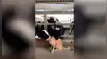 Granjero pide a su gato ‘cuidar’ de sus vacas y al volver los descubre en una tierna escena [VIDEO] 