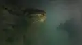 Buceador ingresa a río y nada junto a una gigantesca anaconda [VIDEO] 