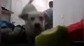 Joven deja su celular en su cuarto y logra captar lo que su travieso perro hace durante su ausencia [VIDEO]