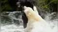 Youtube viral: osa 'fantasma' tiene brutal enfrentamiento contra enorme macho por su territorio [VIDEO]