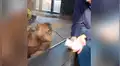 Hombre le hace truco de magia a enorme orangután y animal tiene curiosa reacción [VIDEO]