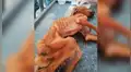 Encuentra a perro moribundo en la calle, lo cuida durante meses y ahora luce así [FOTOS]