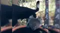 Captan conmovedor momento en el que perro y koala comparten agua durante sequía [VIDEO]
