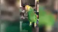 Le pide a su loro que repita diversas frases y este asombra con sus habilidades [VIDEO] 