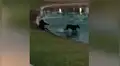 Travieso perro arrastra a su dueña hasta el agua al tratar de perseguir unas aves  [VIDEO]