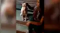 Mujer acaricia por primera vez a perro callejero y este tiene conmovedora reacción [VIDEO] 