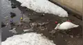 Cisne blanco es captado limpiando los residuos plásticos de un lago [VIDEO]