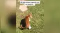 Gato intenta jugar con una abeja y acaba con la pata hinchada tras una picadura [VIDEO]