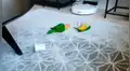 Loro mira que su hermano juega con su objeto preferido y lo ataca de manera curiosa [VIDEO] 