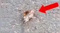 Ratón y avispa se enfrascan en una impactante lucha y asombran a todos con desenlace [VIDEO]