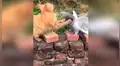 Gato intenta devorar a paloma y sufre terrible castigo del ave [VIDEO]