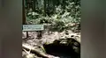 Google Maps: conoce todo acerca de Aokigahara, el misterioso ‘bosque de los suicidios’ de Japón [FOTOS]