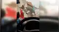 Facebook viral: intenta ahuyentar a un gato que se subió en su auto y el ‘karma’ le da una dura lección [VIDEO]