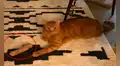¿Le falta una pata a este gato? La nueva ilusión óptica que confunde a miles en redes [FOTOS]