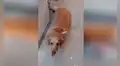 Perrita le lleva el almuerzo a su dueña que trabaja en centro comercial