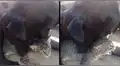 YouTube: pitbull protagoniza el viral más hermoso que verás en Internet [VIDEO]