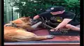 Facebook: "perro mariachi" sorprende al tocar la guitarra y se vuelve viral [VIDEO]