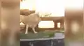 YouTube viral: ingeniosa madre usa gran truco para que su hijo no vea a dos leones en momento íntimo [VIDEO]