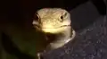 Mujer descubre al extraño animal que bebía las trampas de cerveza del jardín de su casa [VIDEO]