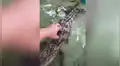 Cuidador de zoológico estira su mano y la coloca en las mandíbulas de peligroso cocodrilo [VIDEO]