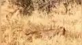 Hambriento leopardo caza a presa, llega salvaje hiena y ocurre lo inesperado [VIDEO]
